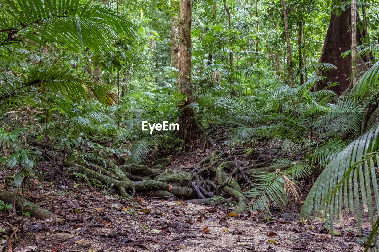 VIEW OF TREES IN FOREST