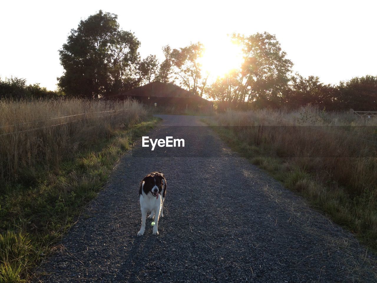 Dog standing on street amidst grassy field against sky during sunny day