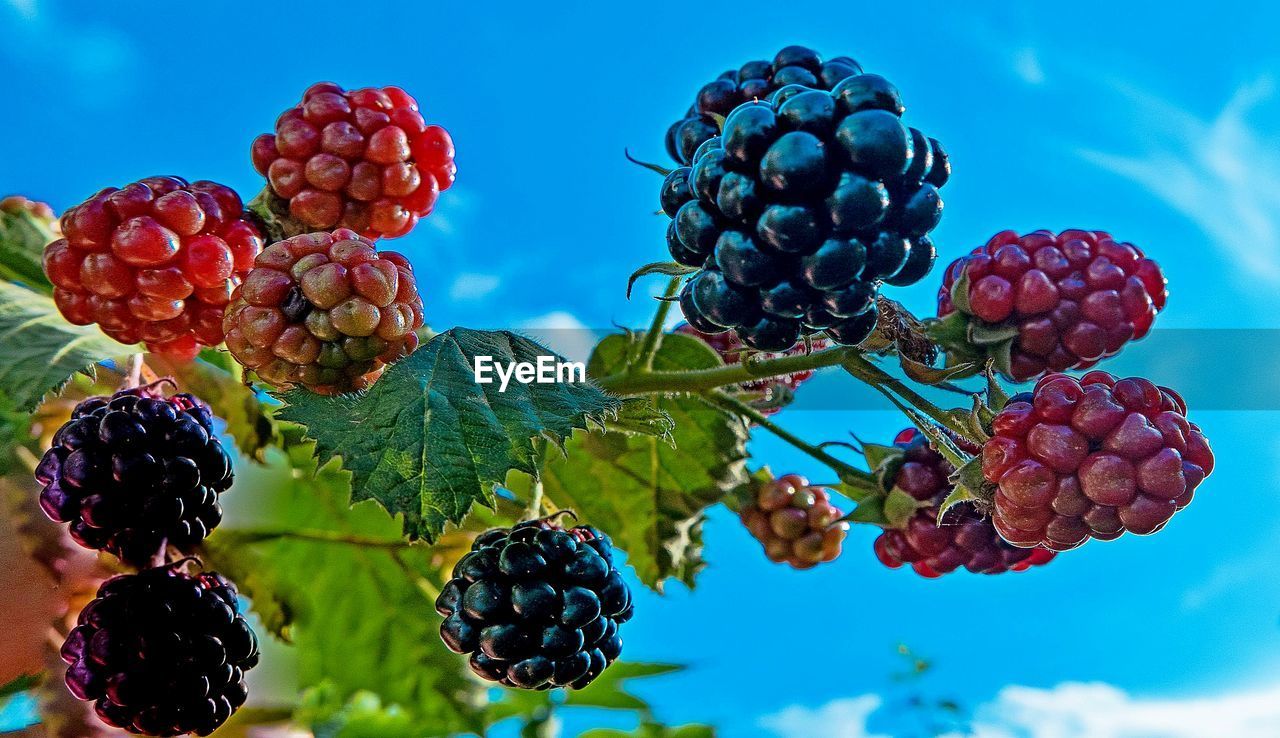 Low angle view of berries growing on plant