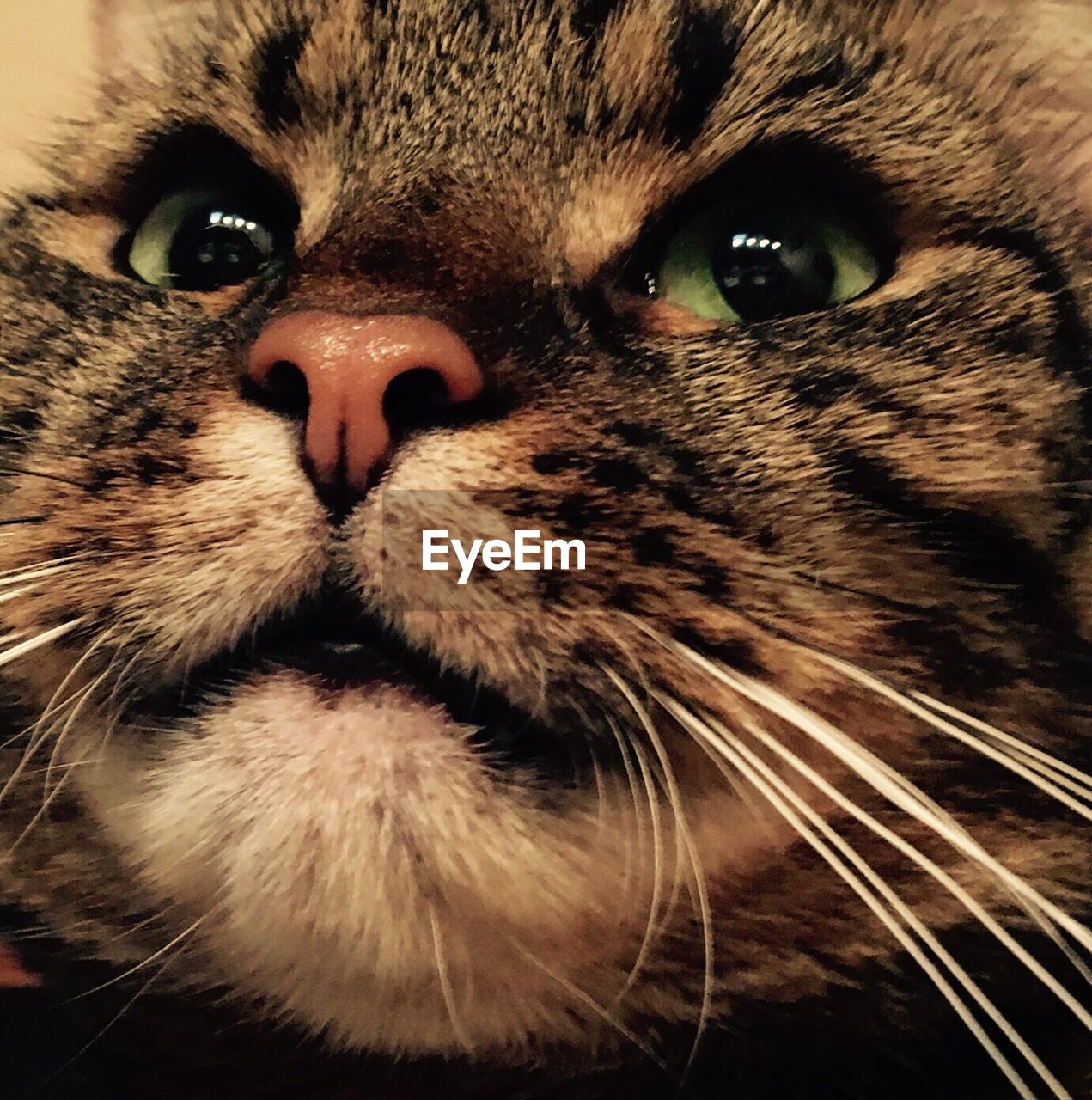 CLOSE-UP PORTRAIT OF CAT WITH EYES