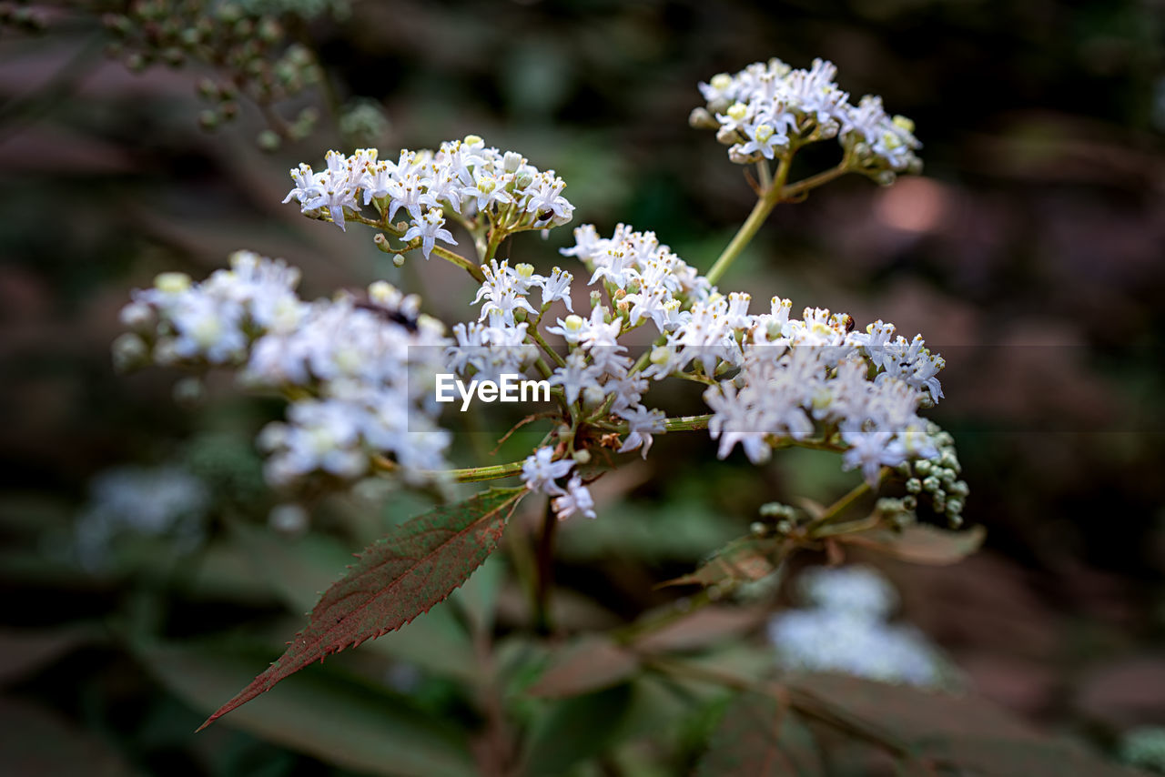 Close-up of white flowering plant