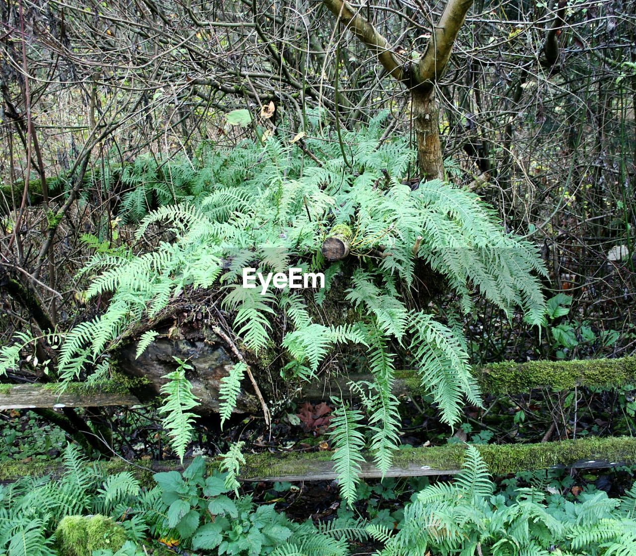 LOW ANGLE VIEW OF PLANTS AGAINST TREES