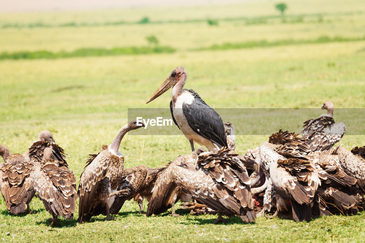 BIRD PERCHING ON A FIELD