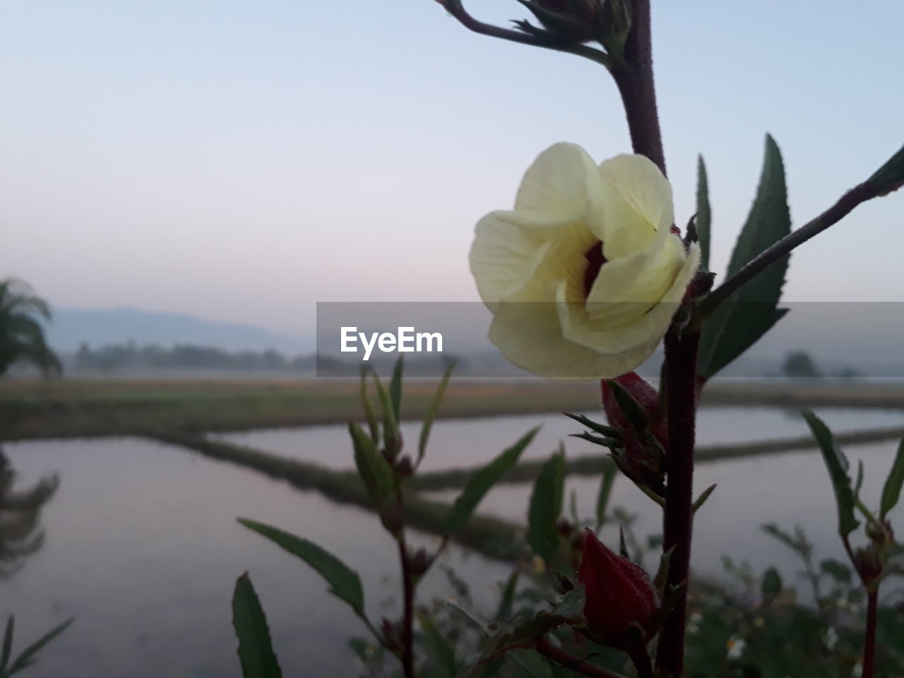 CLOSE-UP OF WHITE ROSE AGAINST SKY