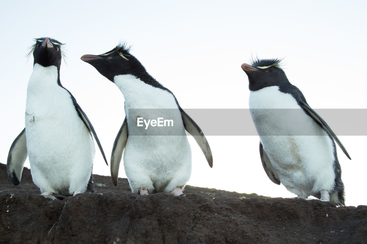 LOW ANGLE VIEW OF BIRDS PERCHING ON A LAND