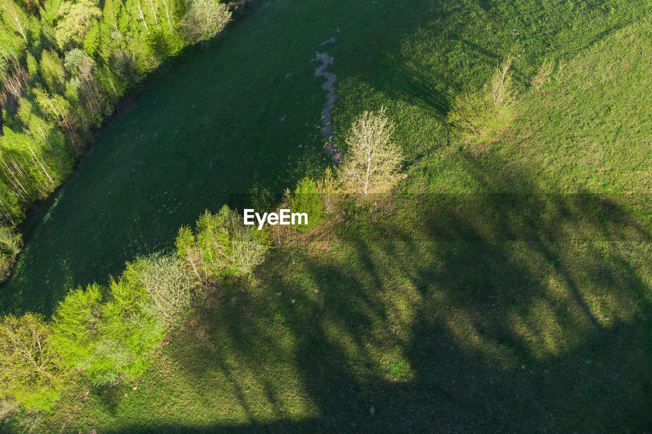HIGH ANGLE VIEW OF TREE TRUNKS ON LANDSCAPE