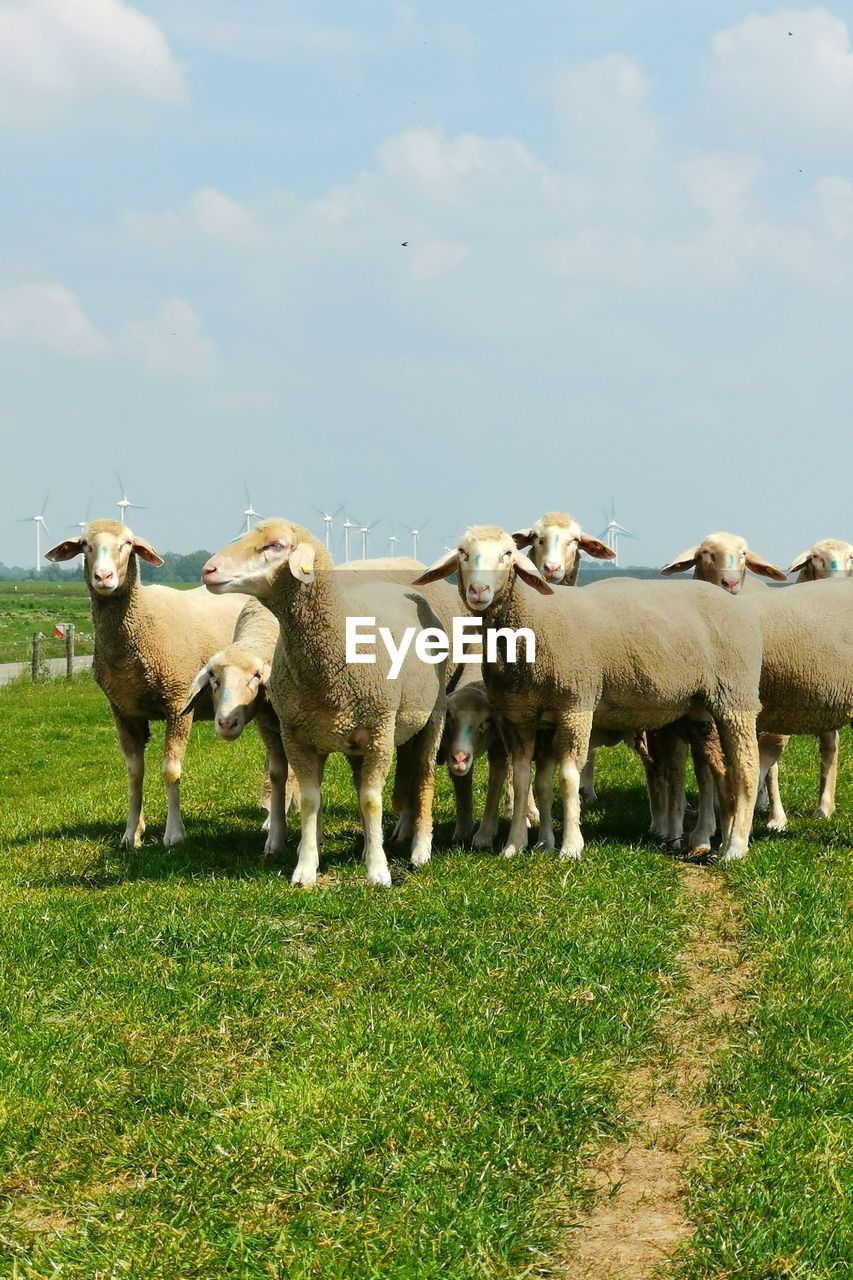 Sheep in a field