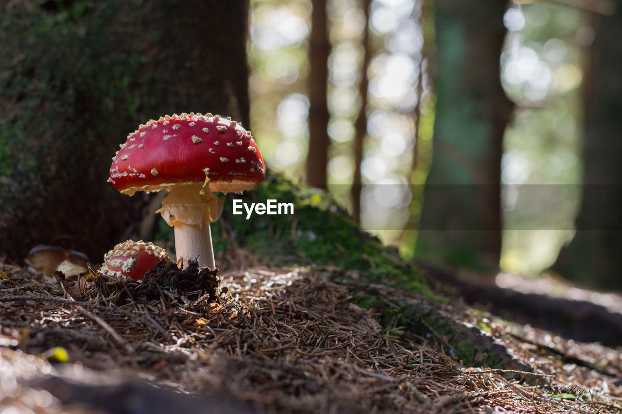 Close-up of mushroom growing in forest