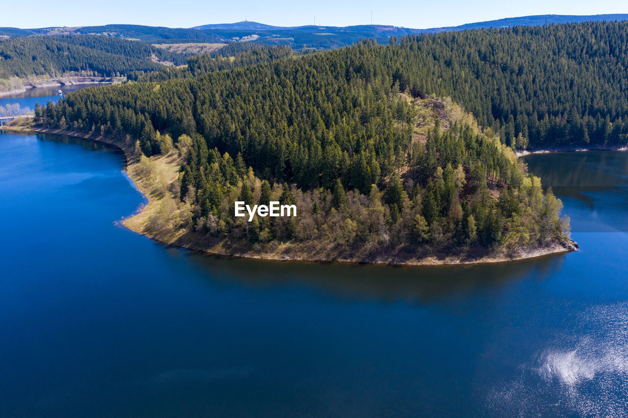 Scenic view of lake in forest