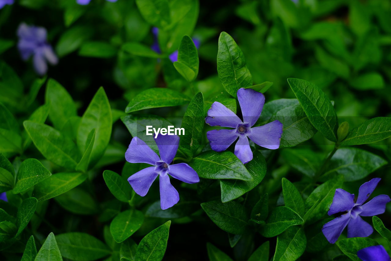 CLOSE-UP OF BLUE FLOWERING PLANTS