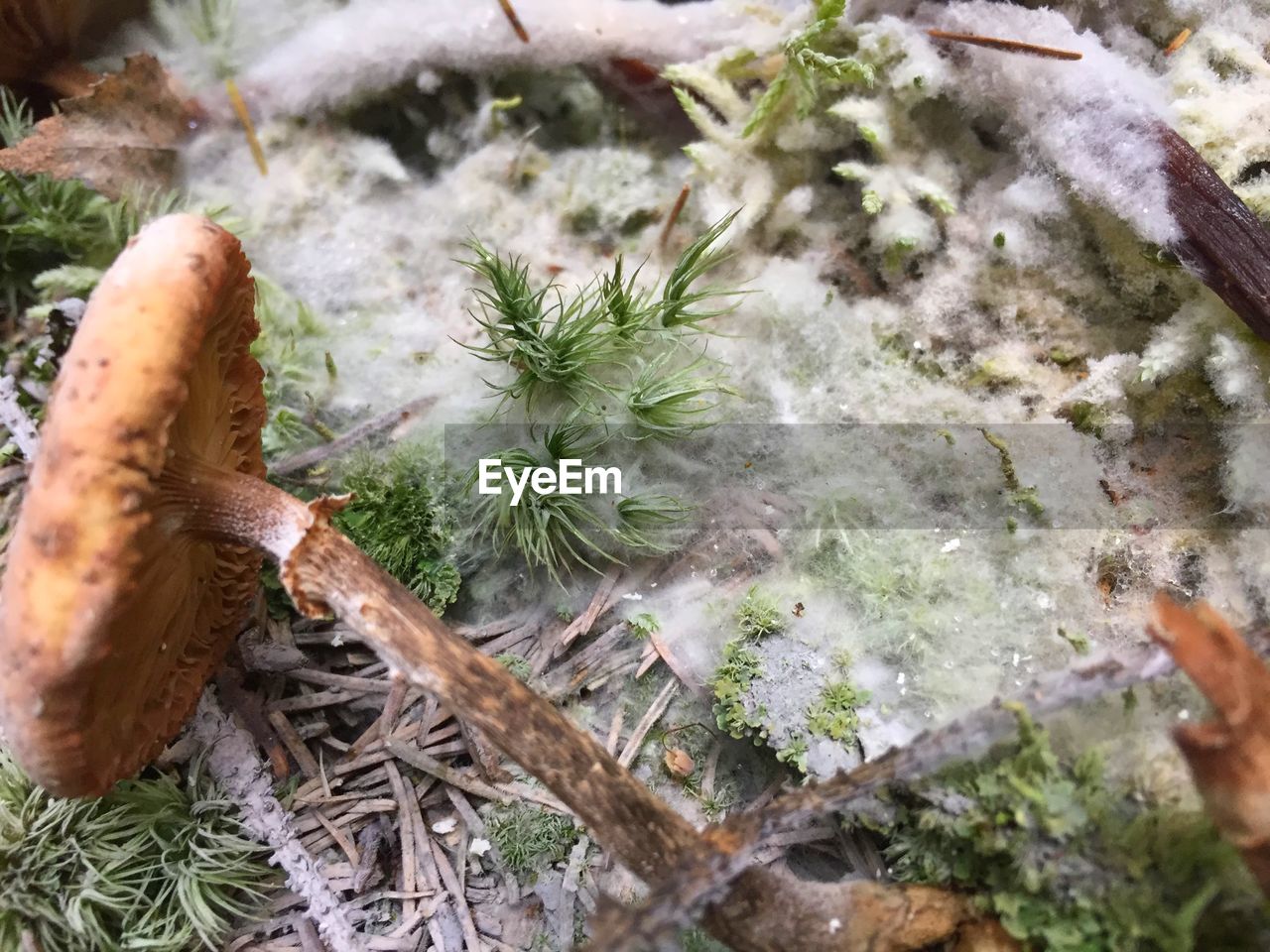 CLOSE-UP OF SNOW ON FIELD