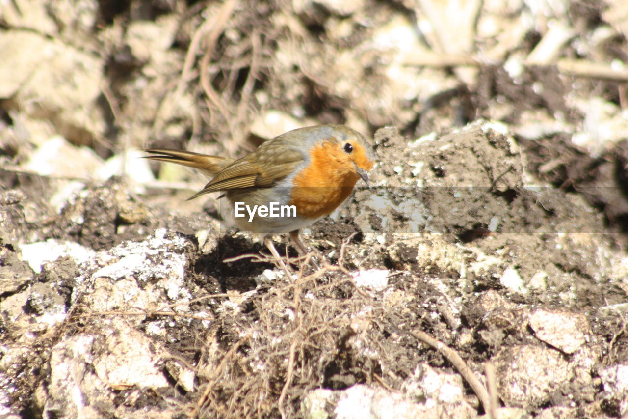 BIRD PERCHING ON FIELD