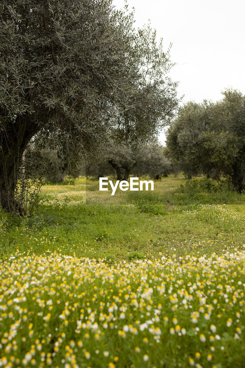 Olive plantation with spring flowers