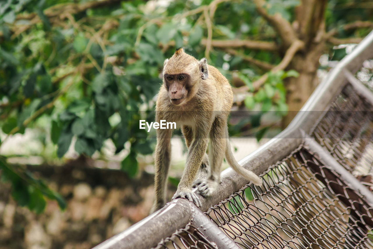 Crab-eating macaque is climbing the fence. the macaque has brown hair on its body.