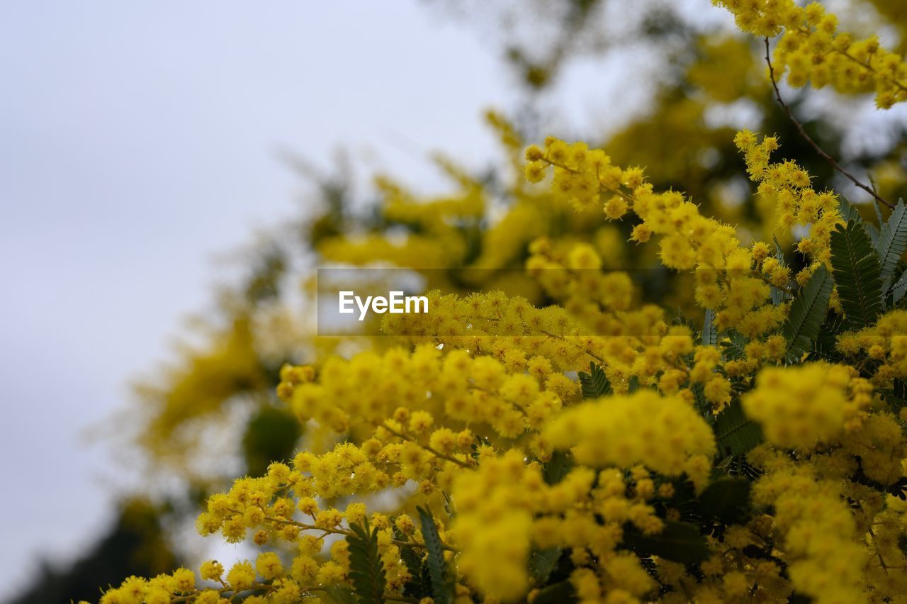 Close-up of fresh yellow flowering plant against sky