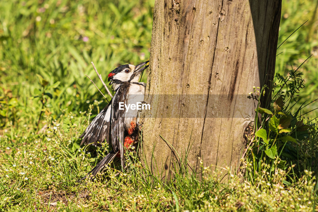 VIEW OF BIRD ON GRASS