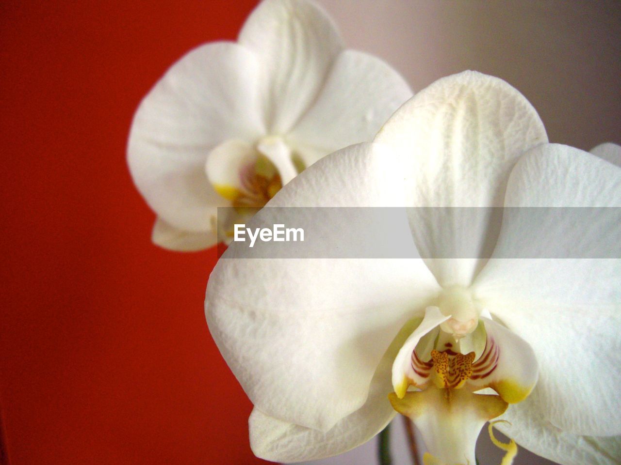 Close-up of orchid flowers at home