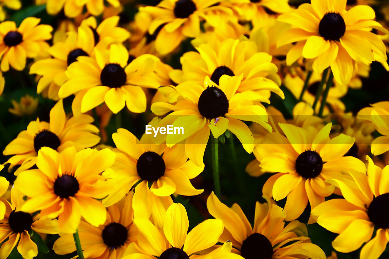 CLOSE-UP OF YELLOW BLACK-EYED FLOWERS