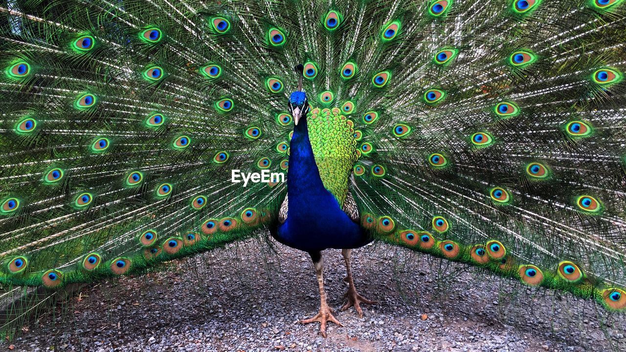 Peacock fanned out feathers on field