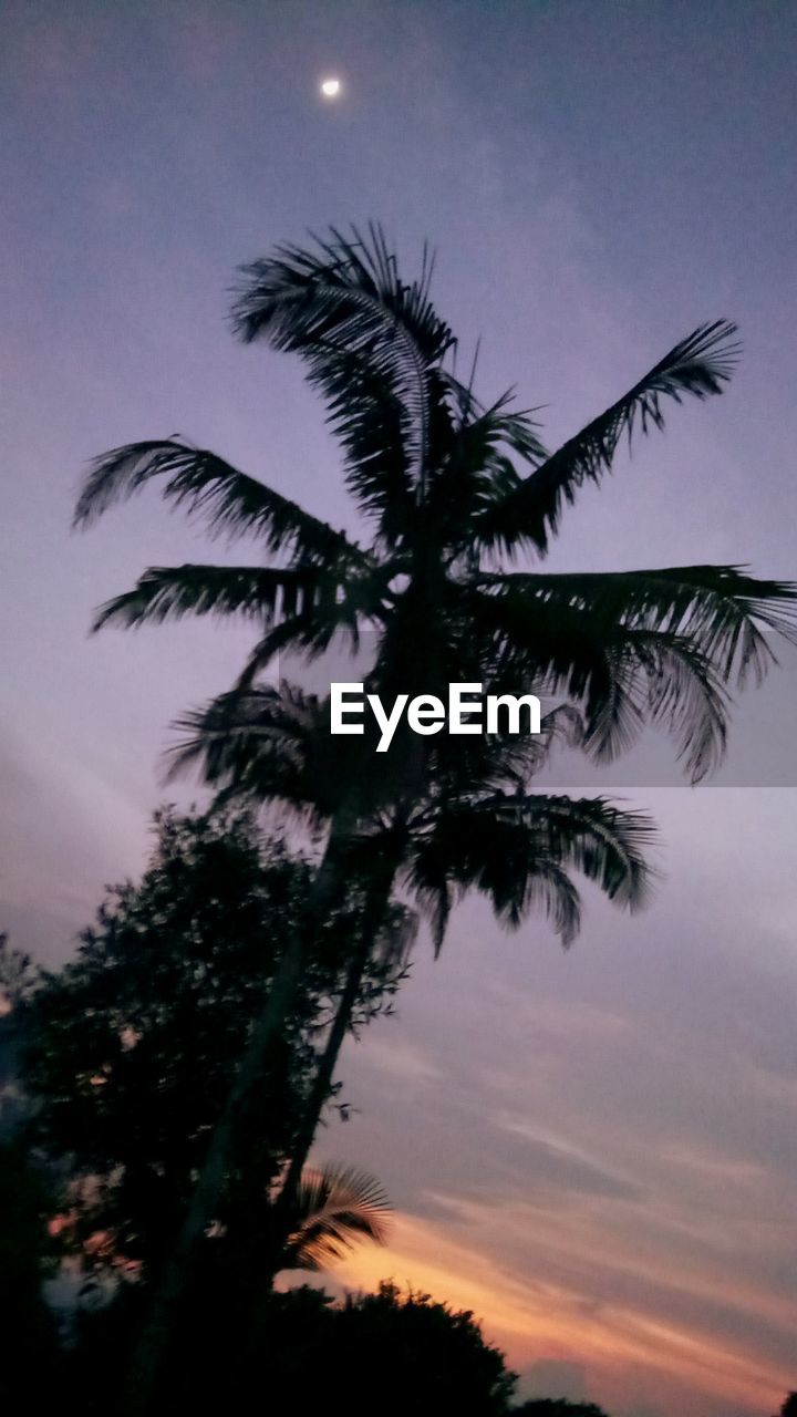 LOW ANGLE VIEW OF SILHOUETTE PALM TREE AGAINST SKY