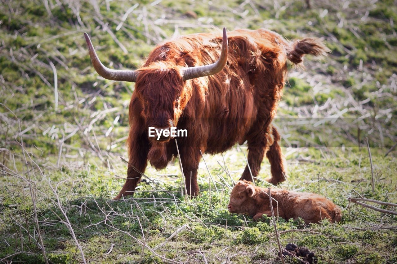 Cow on grass