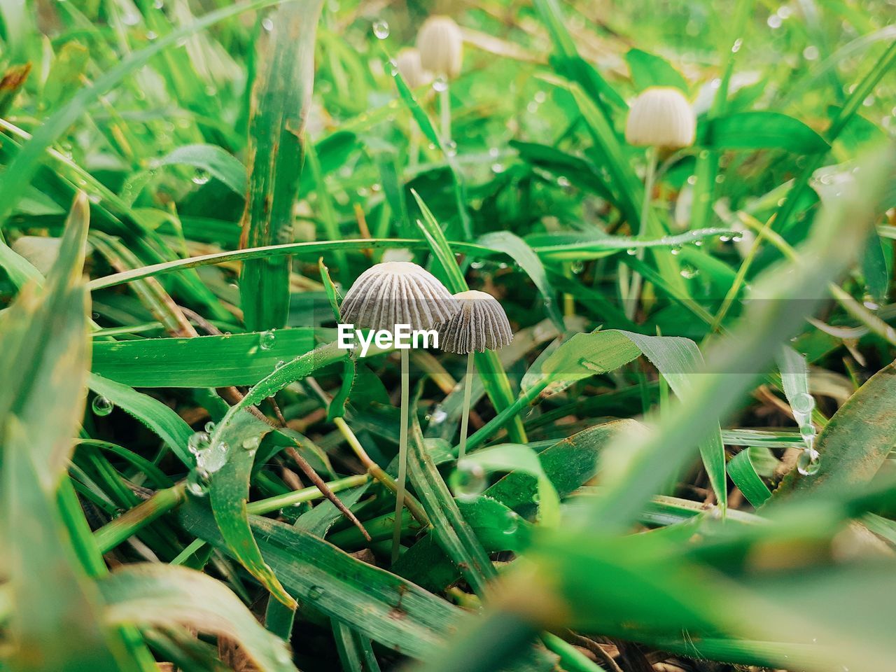 Close up of parasola sp, a kind of small mushroom around the grass.