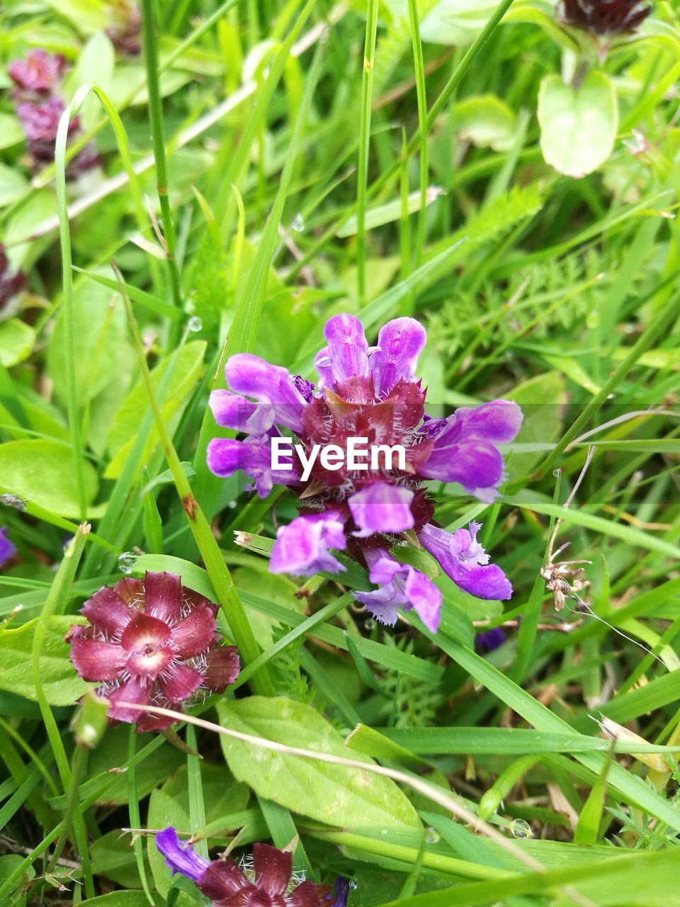 CLOSE-UP OF PURPLE FLOWER BLOOMING ON FIELD