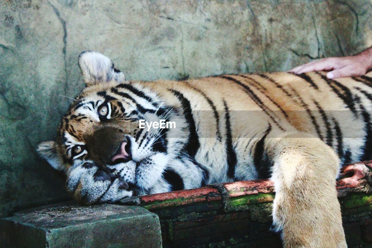 Close-up of tiger lying on retaining wall at zoo