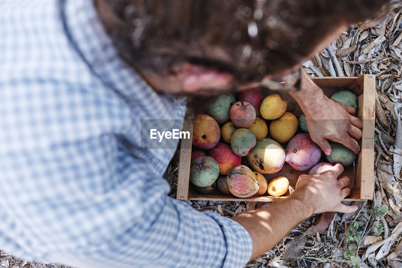 Farmer harvesting mangoes in crate while working at farm