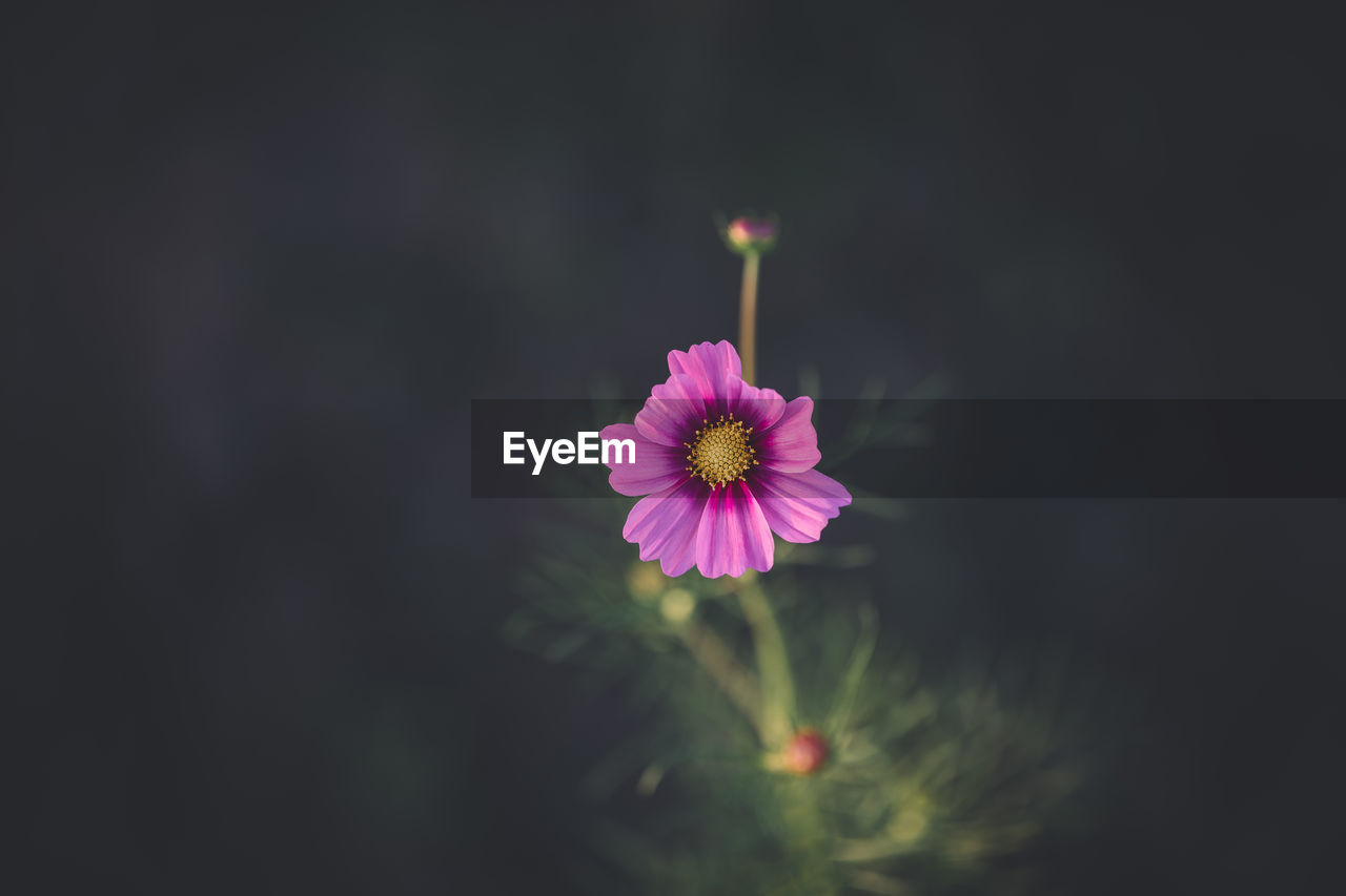 Close-up of pink flower blooming outdoors