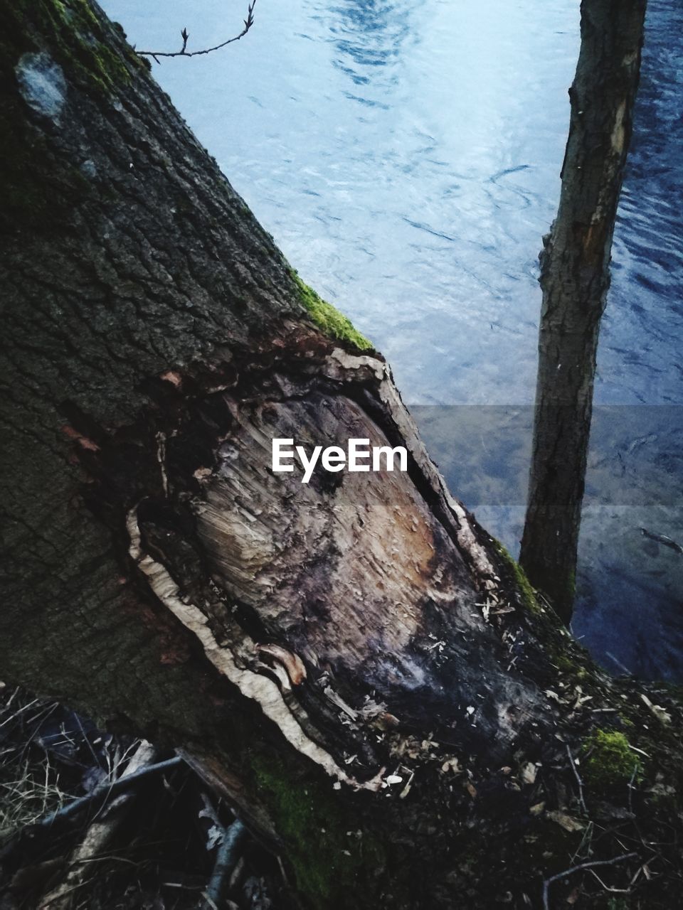 CLOSE-UP OF TREE BY WATER