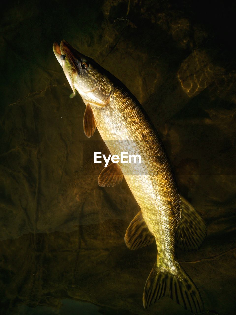 Close-up of pike fish in water