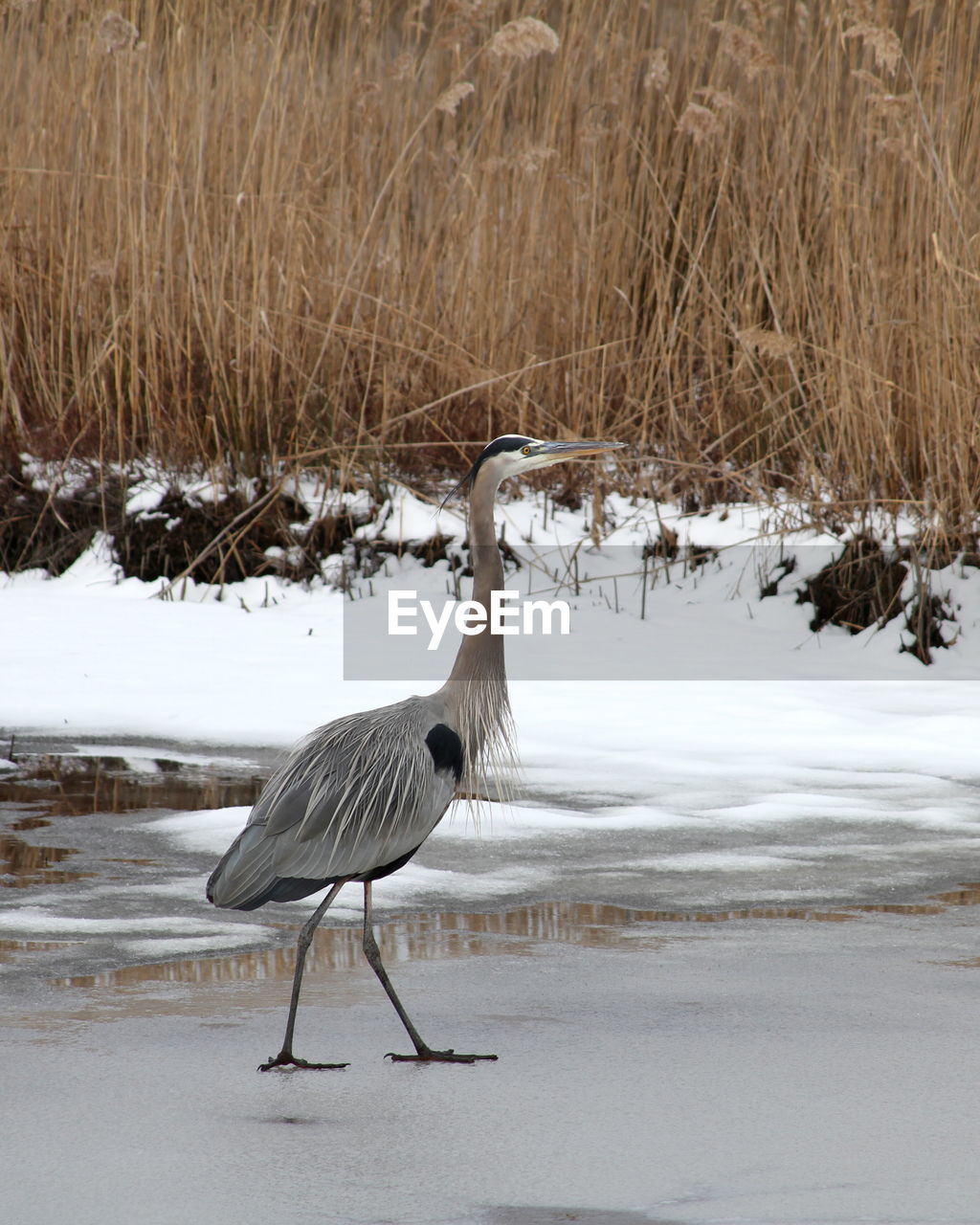 Gray heron standing on snow field