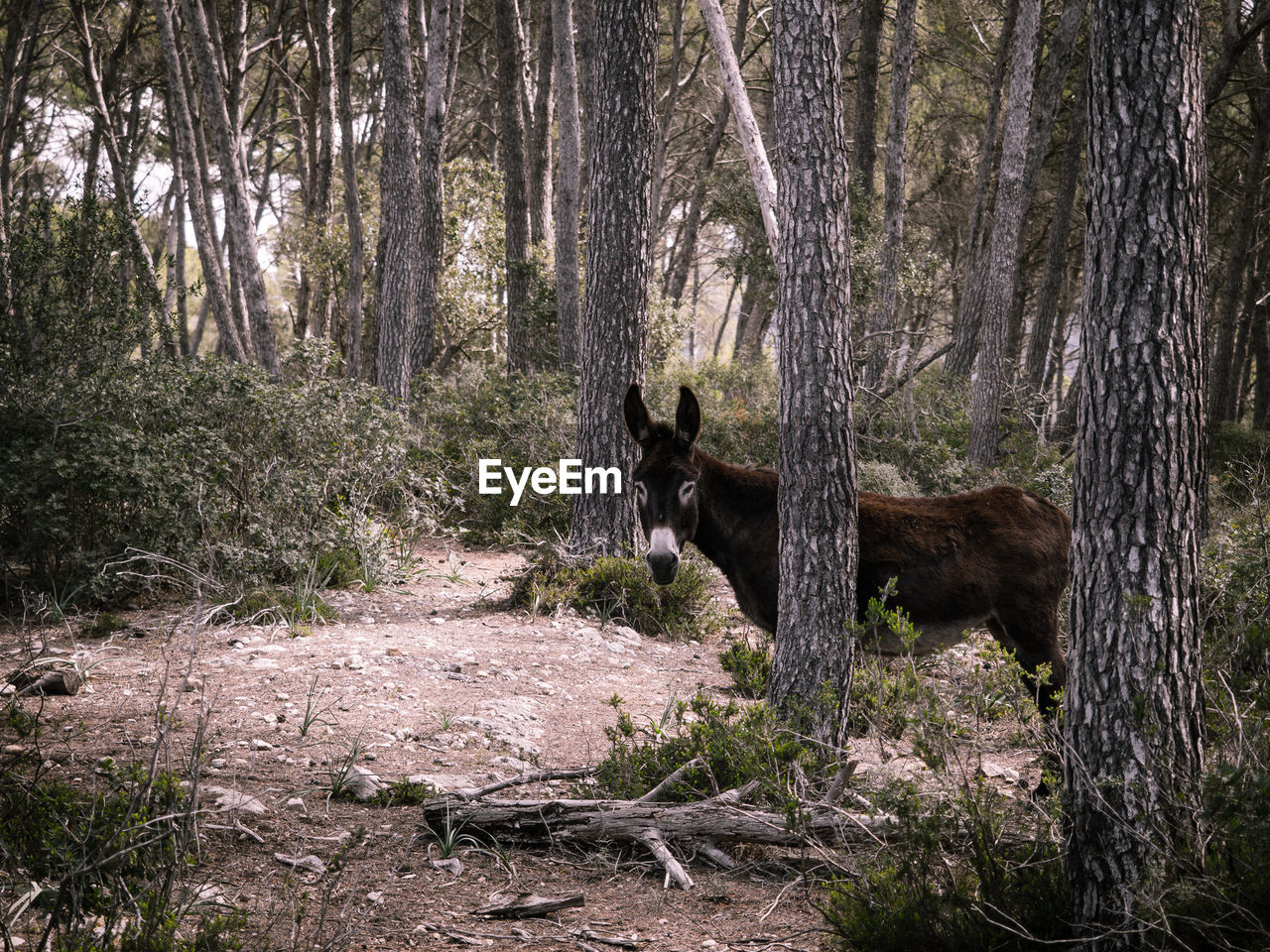 View of a donkey in the forest