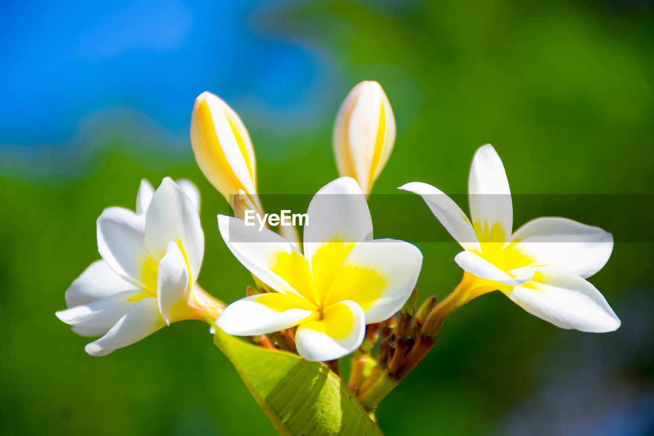 Close-up of white flowering plant