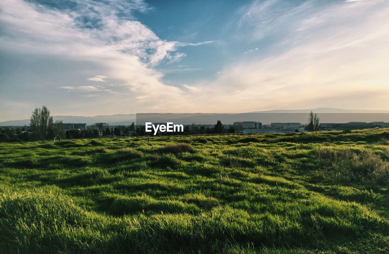 Scenic view of agricultural field against sky