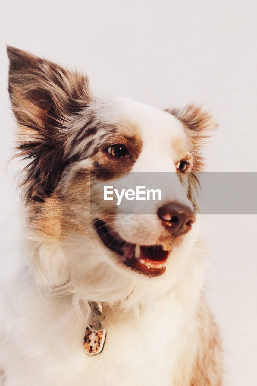 CLOSE-UP PORTRAIT OF DOG LOOKING AWAY