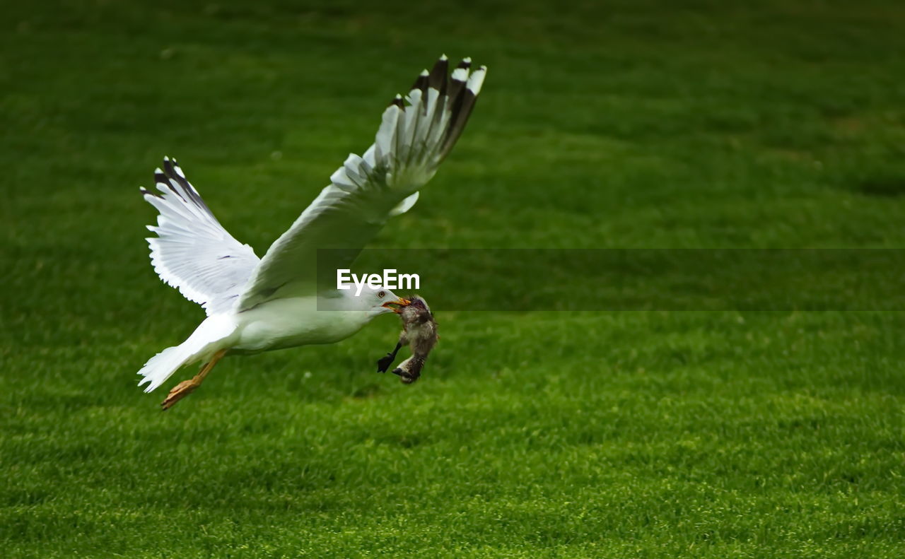 Seagull carrying chick in beak on grass