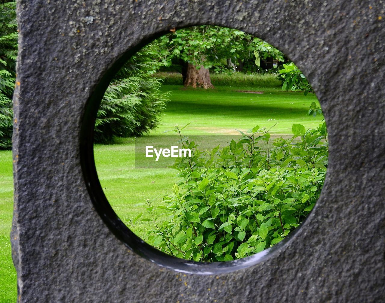 TREES SEEN THROUGH HOLE IN TREE TRUNK