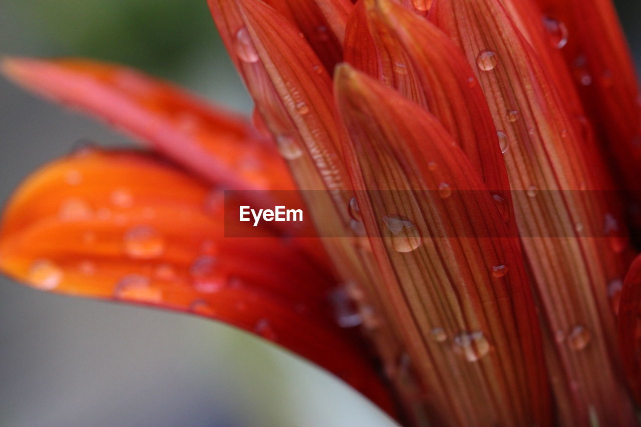 Close-up of wet red lily