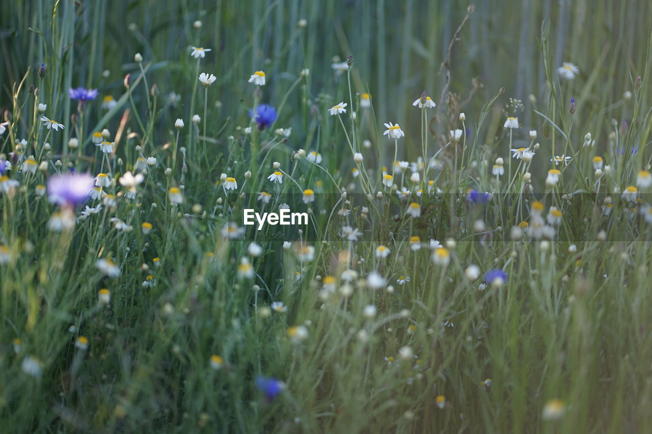 Wild field meadow with purple blue cornflowers and aromatic scented white camomile	