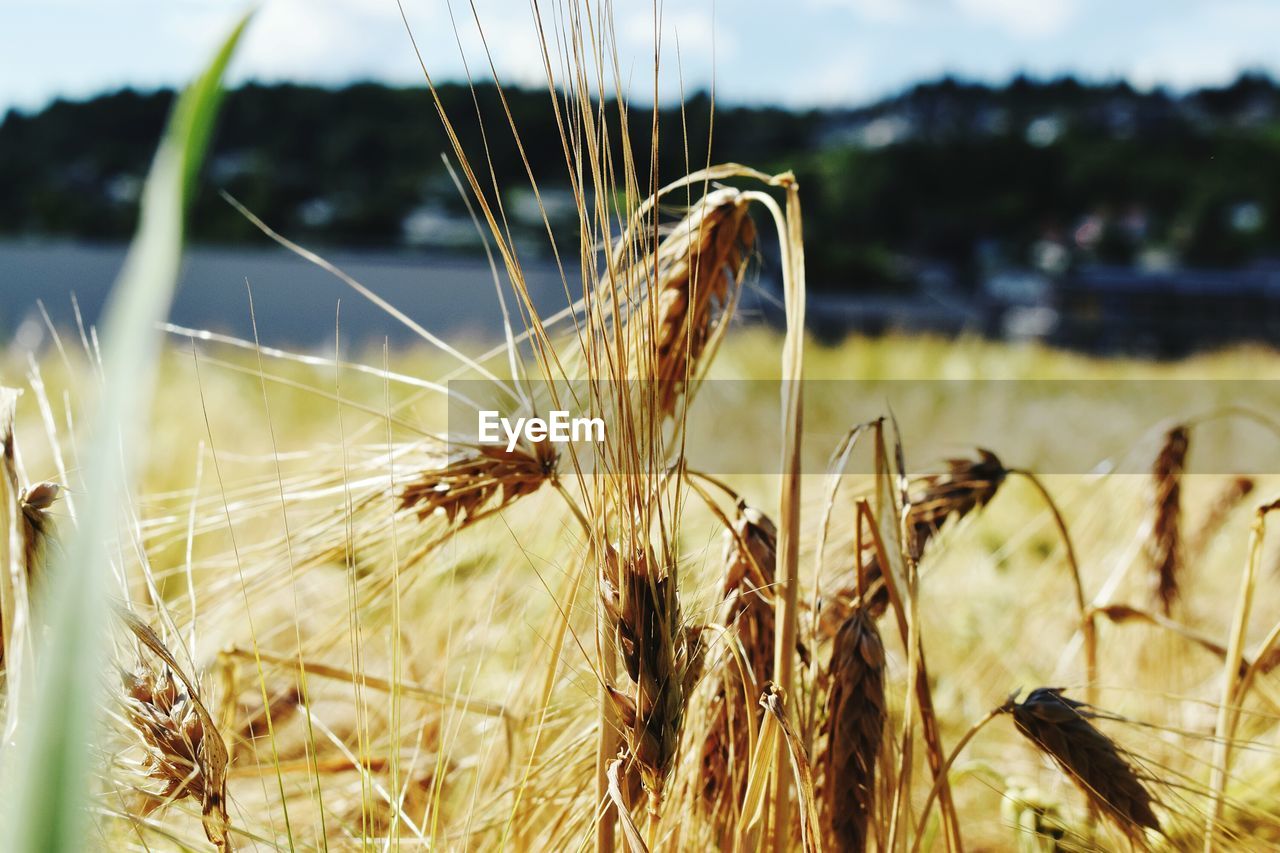 Close-up of grass growing in field