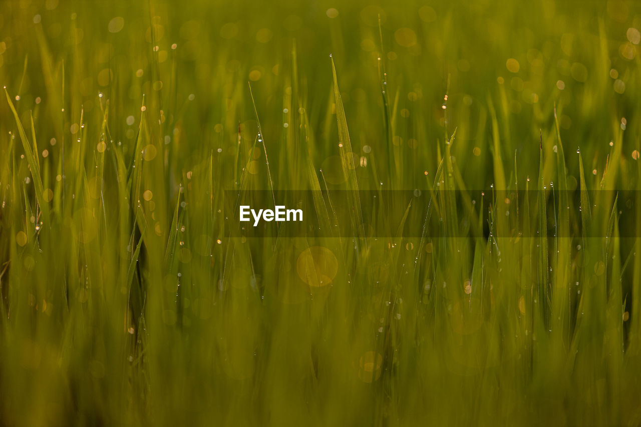 Full frame shot of wet grass