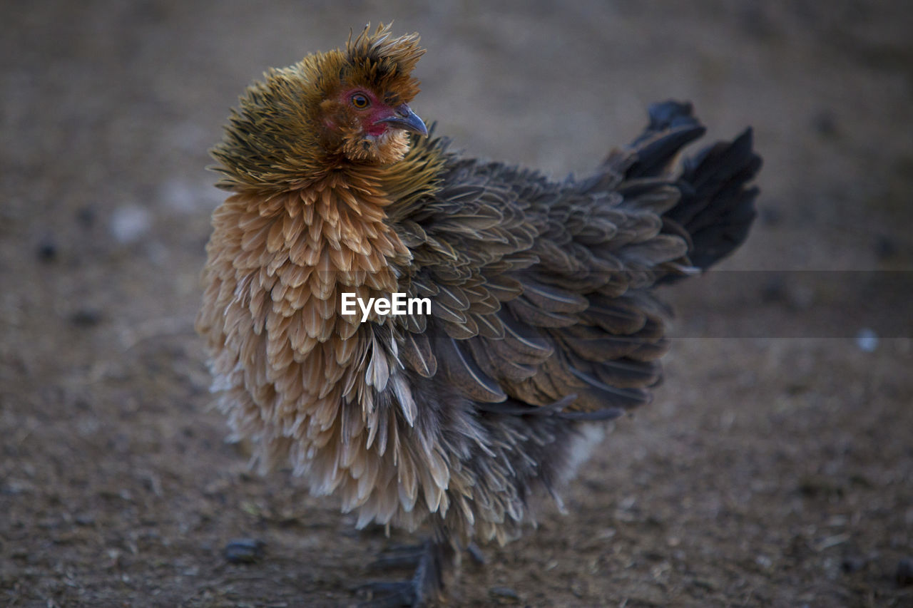 Close-up of rooster on field