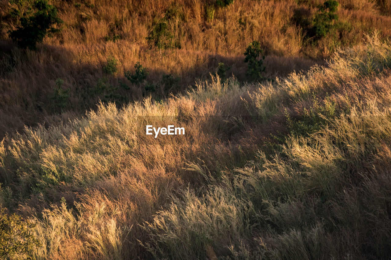 Plants growing on land