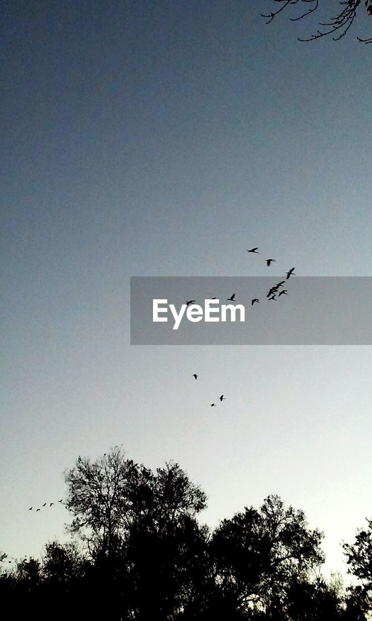 LOW ANGLE VIEW OF BIRDS FLYING OVER WHITE BACKGROUND