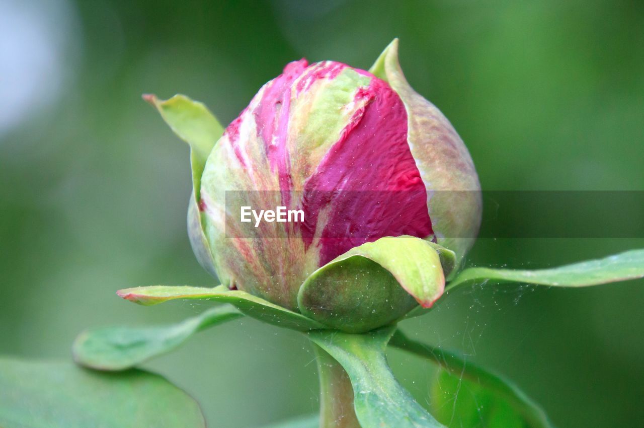 Close-up of pink flower bud