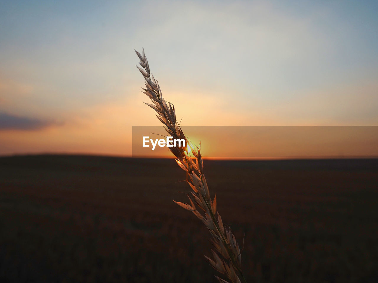 Close-up of wheat growing on field at sunset