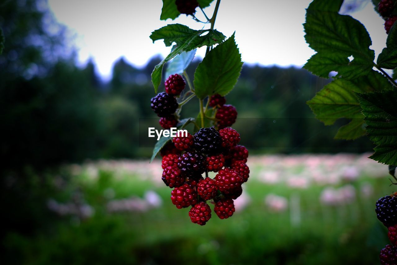 CLOSE-UP OF BERRIES ON PLANT