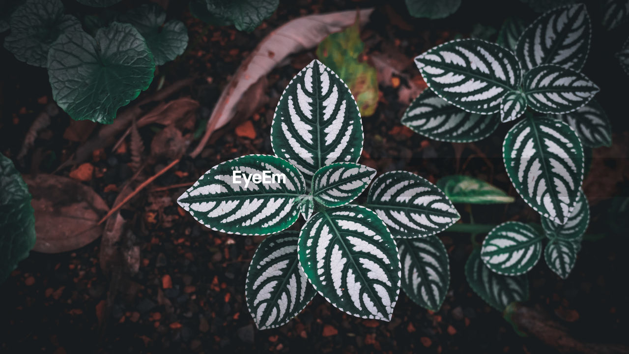 Directly above shot of plants